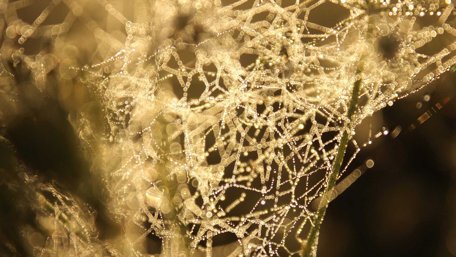 Neural Networks